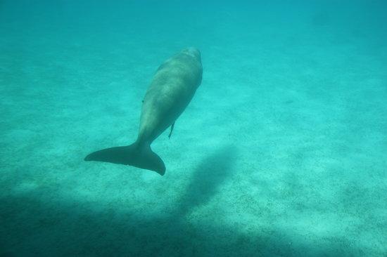 Seascope Submarine