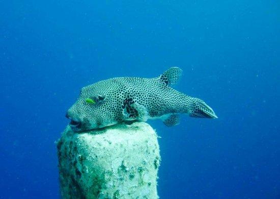 Diving